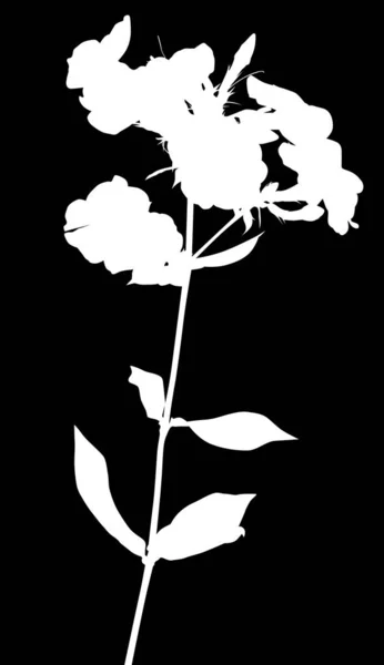 Phlox à silhouette blanche isolée sur fond noir — Image vectorielle