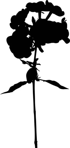 Phlox isolé Silhouette noire — Image vectorielle