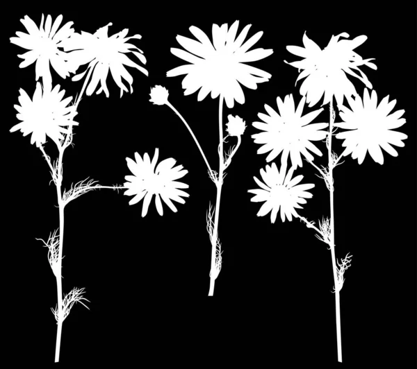 Kamomill blomma tre silhuetter på svart — Stock vektor