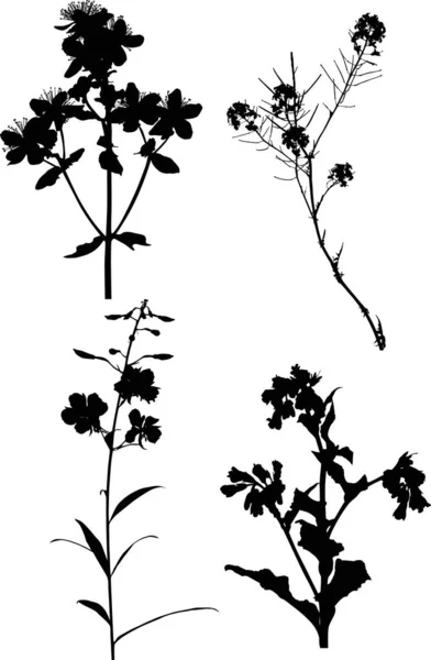 Negro cuatro flores silvestres siluetas en blanco — Vector de stock