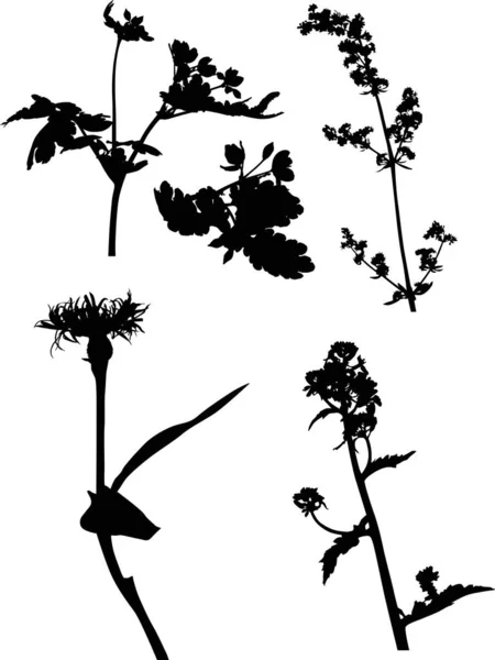 Five black wild plant with blooms — Stock Vector