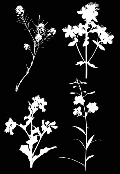 Bianco quattro silhouette di fiori selvatici su nero — Vettoriale Stock