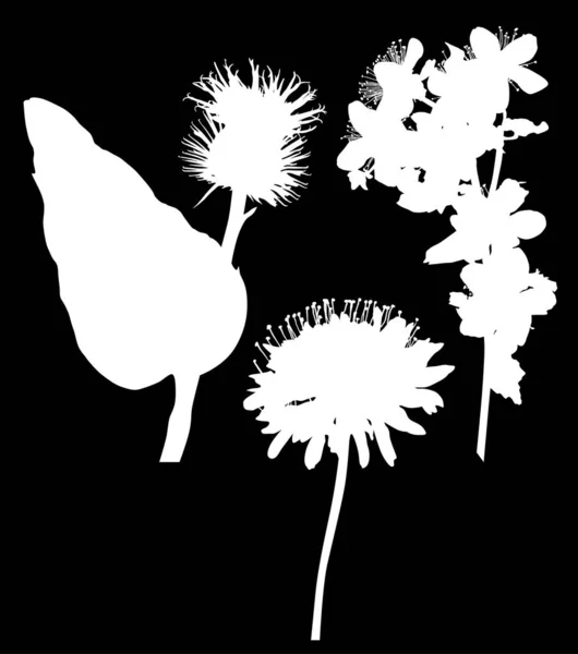 Tři bílé divoké květy siluety na černé — Stockový vektor