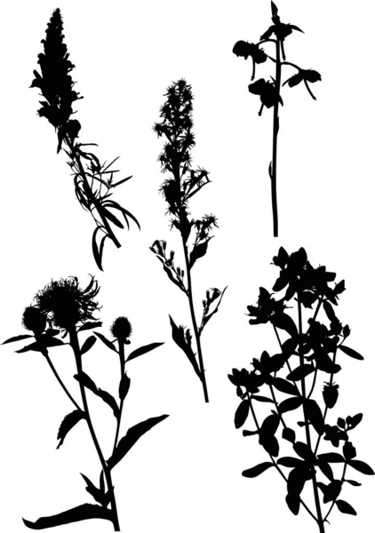 Five black wild flowers silhouettes on white — Stock Vector