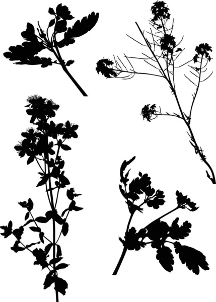 Quatro silhuetas de flores silhuetas selvagens pretas em branco — Vetor de Stock