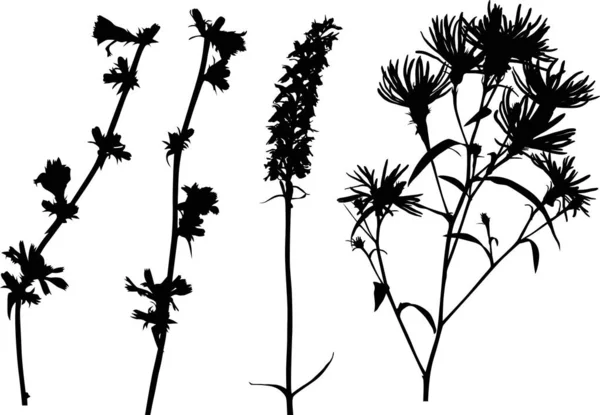 Quatre silhouettes de fleurs sauvages noires sur blanc — Image vectorielle