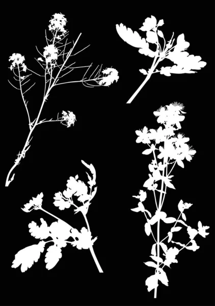 Чотири білі силуети диких квітів на чорному — стоковий вектор