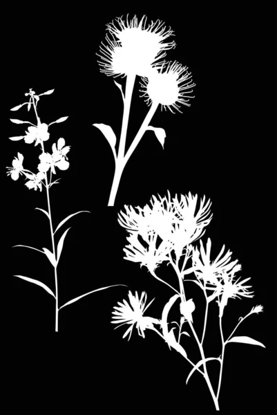 Trois fleurs sauvages blanches silhouettes sur noir — Image vectorielle