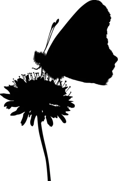 Papillon noir sur grande fleur sauvage — Image vectorielle