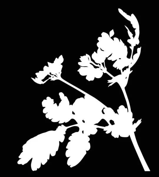 Çiçekleri olan yaban beyaz yalnız bitki — Stok Vektör