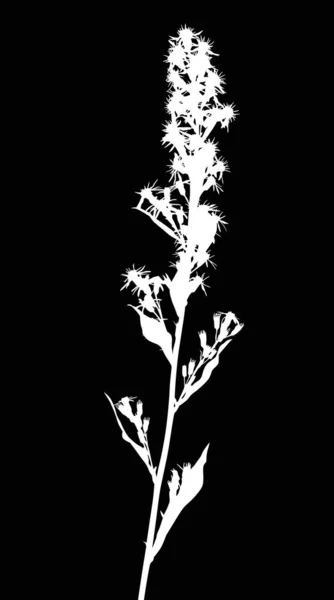Дикое длинное белое растение с маленькими цветками — стоковый вектор