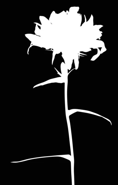 Silueta de flor silvestre blanca aislada en negro — Archivo Imágenes Vectoriales