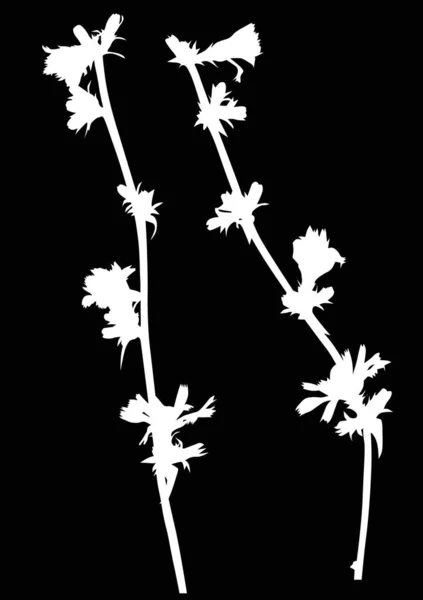 White wild Cichoriumt stems — Stock Vector