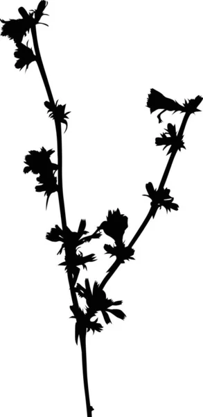 Czarny dziki izolowany trzpień Cichoriumt — Wektor stockowy