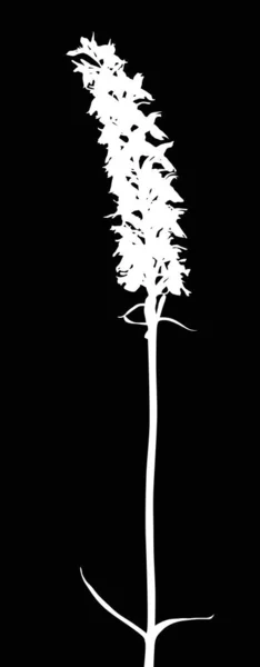 Fiore selvatico bianco del Orchid — Vettoriale Stock