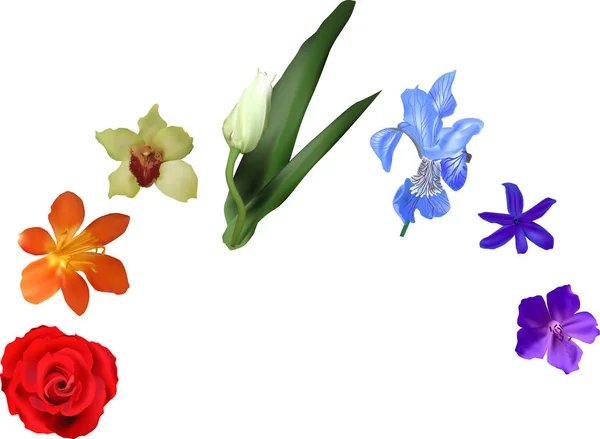 Regnbågens färger sju blommor på vit illustration — Stock vektor