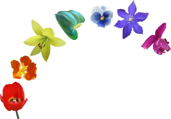 Regenboog kleuren bloemen geïsoleerd op witte illustratie — Stockvector