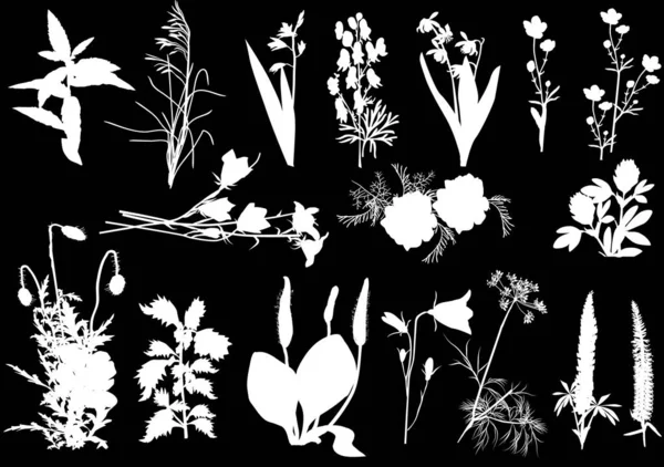 Zeventien weide wilde bloemen witte silhouetten — Stockvector