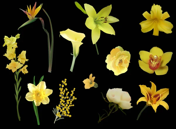 Gruppe von verschiedenen gelben Blüten isoliert auf schwarz — Stockvektor