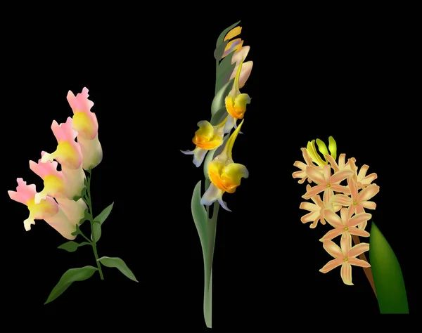 Set von drei gelben Blüten isoliert auf schwarz — Stockvektor