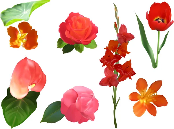 Group of seven red flowers isolated on white — Stock Vector