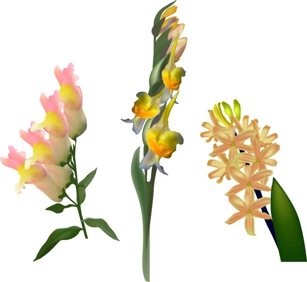 Set von drei gelben Blüten isoliert auf weiß — Stockvektor