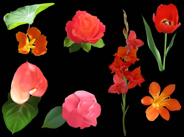 Seven red flowers isolated on black — Stock Vector