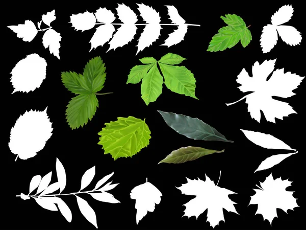 Siyah arkaplanda yeşil ve beyaz yapraklar izole — Stok Vektör