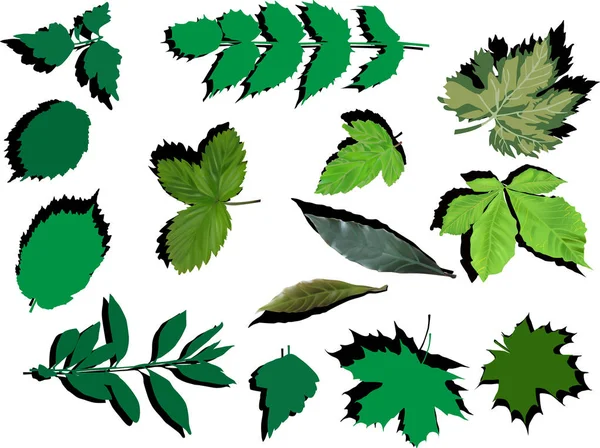 Set of green leaves with shadows on white — Stock Vector