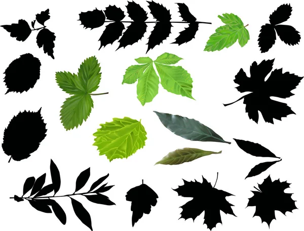 Set of green and black leaves on white — Stock Vector