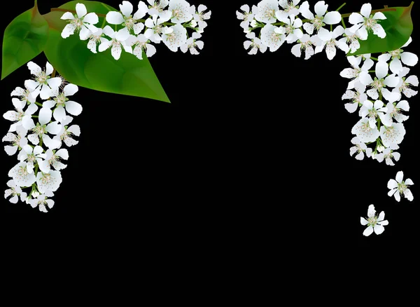 Bahar kuşu kiraz ağacı çiçek yarı çerçeve siyah — Stok Vektör