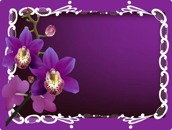 Lila orkidéer och vit ram på mörk bakgrund — Stock vektor