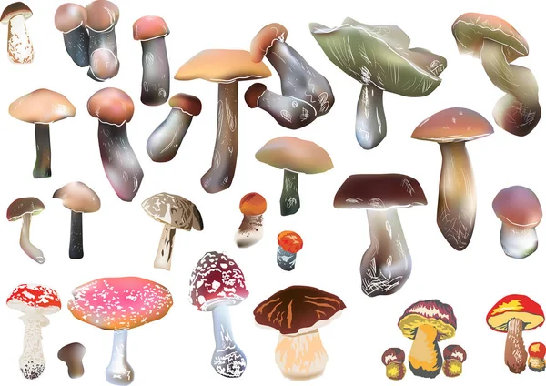 Set of color mushrooms on white — Stock Vector