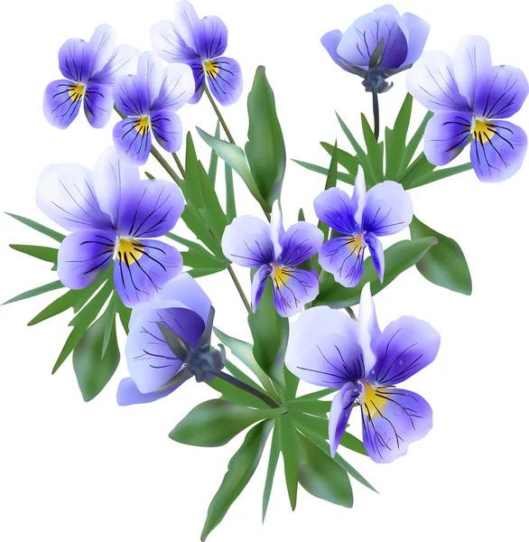 Bunch of blue garden violet flowers isolated on white — ストックベクタ