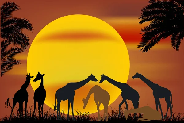 Seven giraffes near palm trees at sunset — Stock Vector