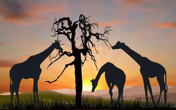 Three black giraffes near tree — Stock Vector