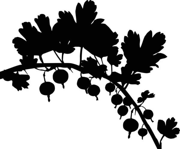 Gooseberry branch silhouette isolated on white — Stock Vector