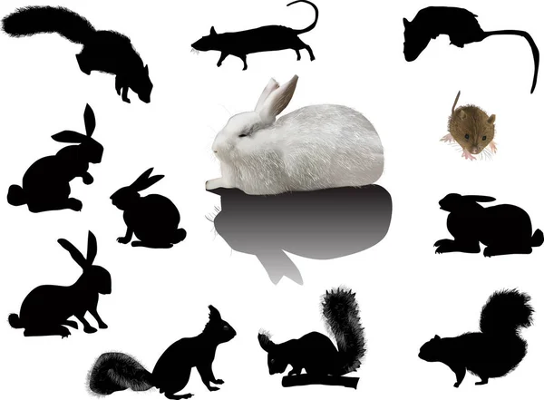 Conjunto de roedores isolados em branco — Vetor de Stock