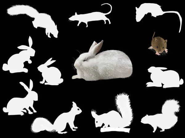 Conjunto de roedores aislados en negro — Archivo Imágenes Vectoriales