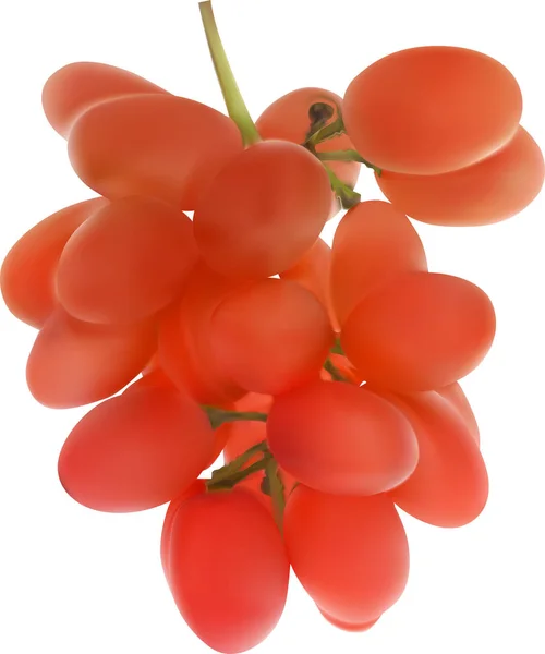 Illustration with red grapes isolated on white — ストックベクタ