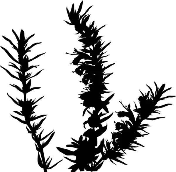 Plantas negras con flores aisladas en la ilustración blanca — Vector de stock