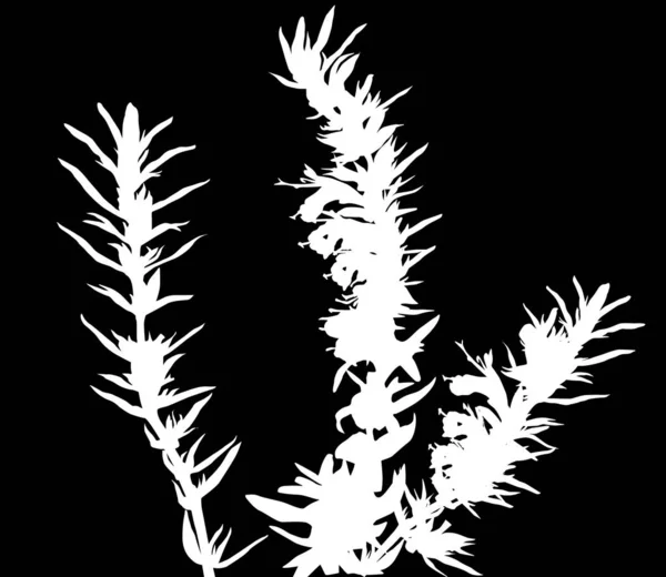 Plantas blancas con flores aisladas sobre ilustración negra — Vector de stock