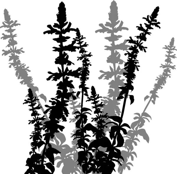 Herbe fleurie noire et grise isolée sur blanc — Image vectorielle