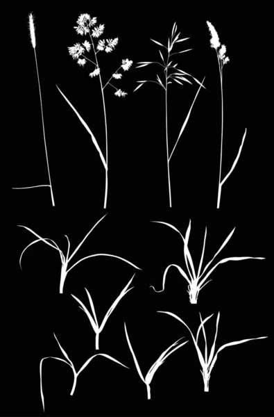 Dix silhouettes de plantes blanches isolées sur noir — Image vectorielle