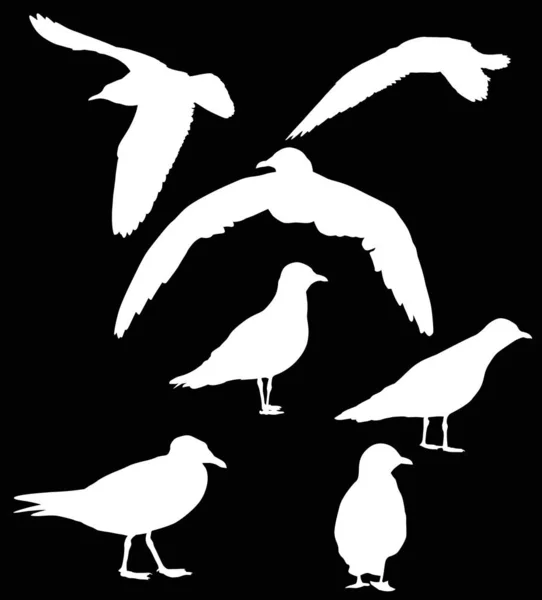 Set of seven gull white silhouettes — Stock Vector