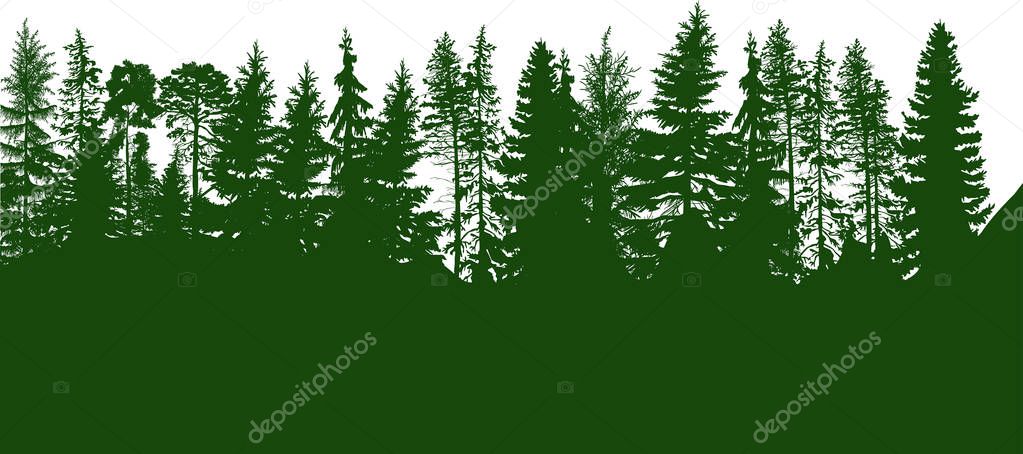 green coniferous forest isolated on white