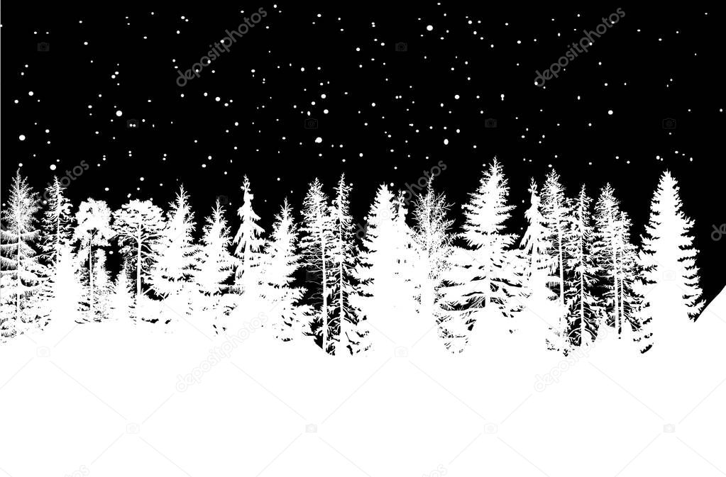 white winter coniferous forest isolated on black