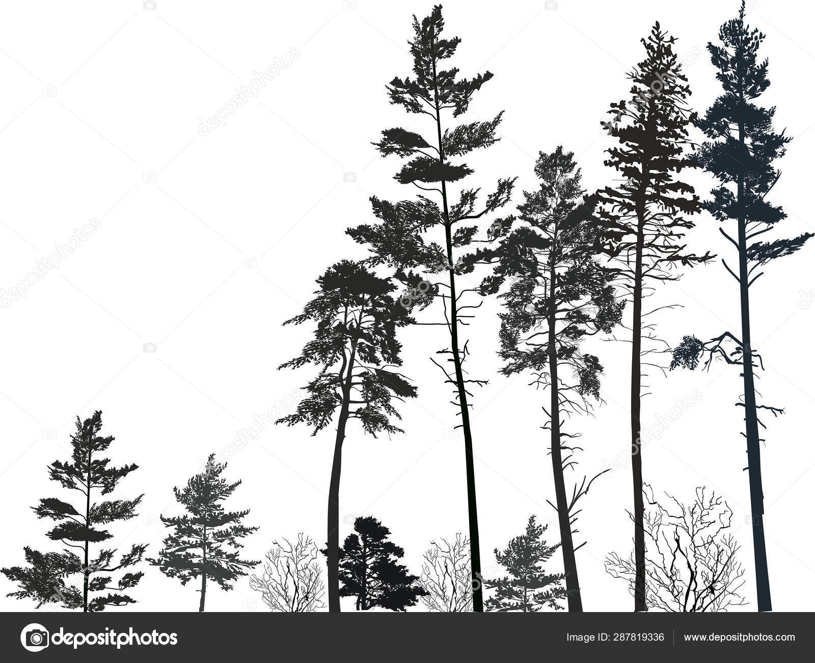 High Pine Forest Black Silhouettes On White Vector Image By C Dr Pas Vector Stock