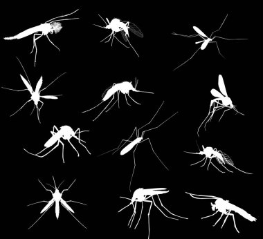 Siyah üzerine izole edilmiş on iki sivrisinek silueti