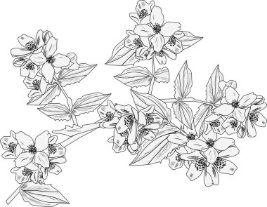 büyük yasemin siyah eskiz beyaz üzerine